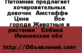 Питомник предлагает 2-хочаровательных девочек  Амстаффа › Цена ­ 25 000 - Все города Животные и растения » Собаки   . Ивановская обл.